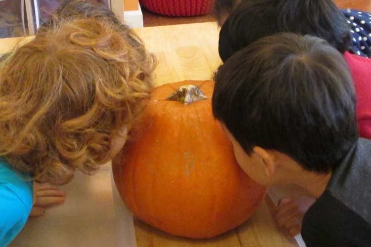 Let’s ban pumpkin templates this Halloween!